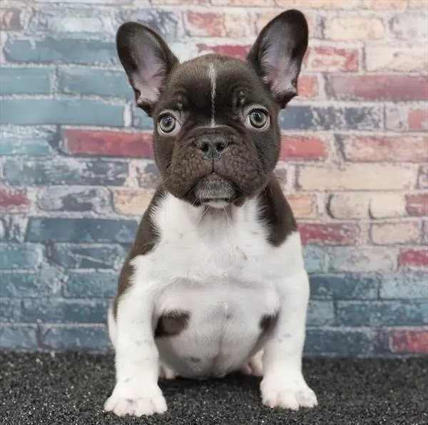 Male French Bulldog puppy for sale at Puppyland Tolleson.