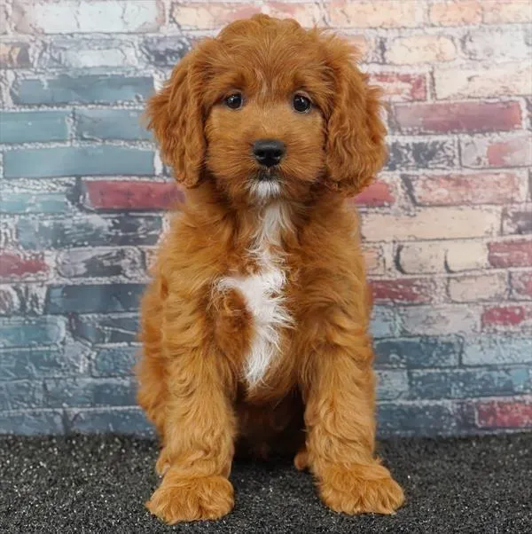 Female Cockapoo puppy for sale at Puppyland San Antonio.