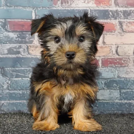 Female Yorkie puppy for sale at Puppyland Tolleson.