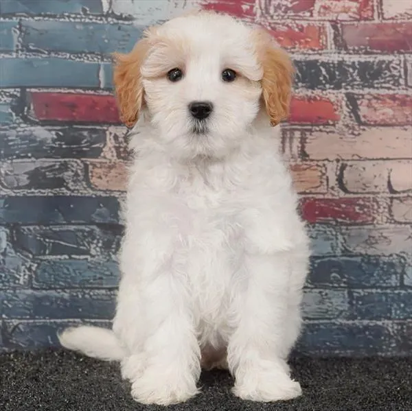 Female 2Nd Gen Mini Goldendoodle puppy for sale at Puppyland San Antonio.