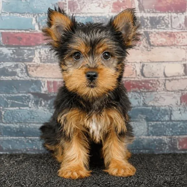 Female Yorkie puppy for sale at Puppyland San Antonio.