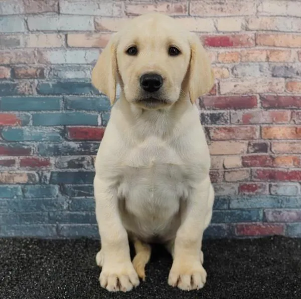 Female Labrador Retriever puppy for sale at Puppyland Tolleson.