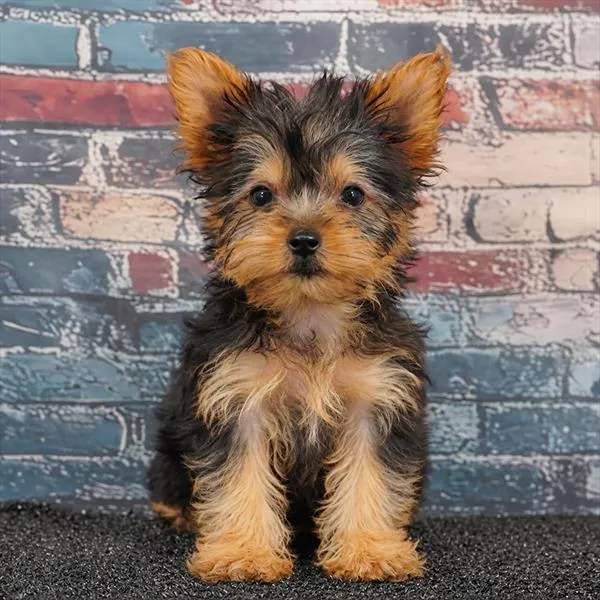 Female Yorkie puppy for sale at Puppyland San Antonio.