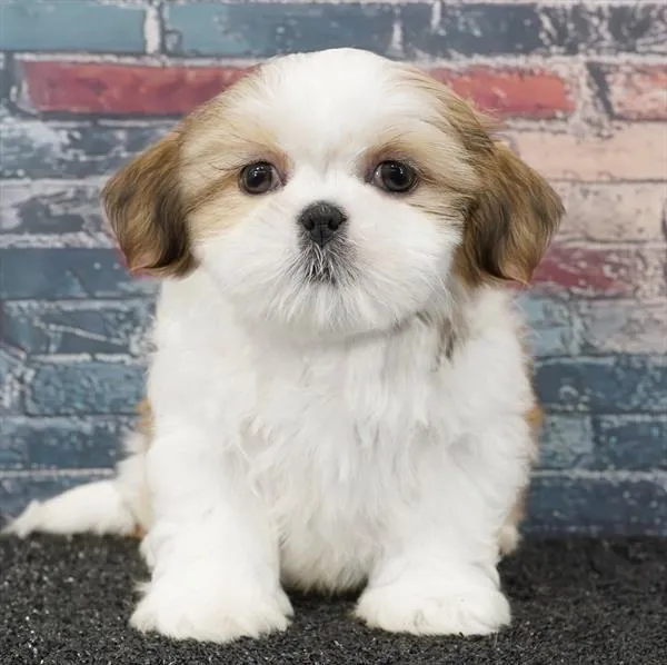 Female Shih Tzu puppy for sale at Puppyland Tolleson.