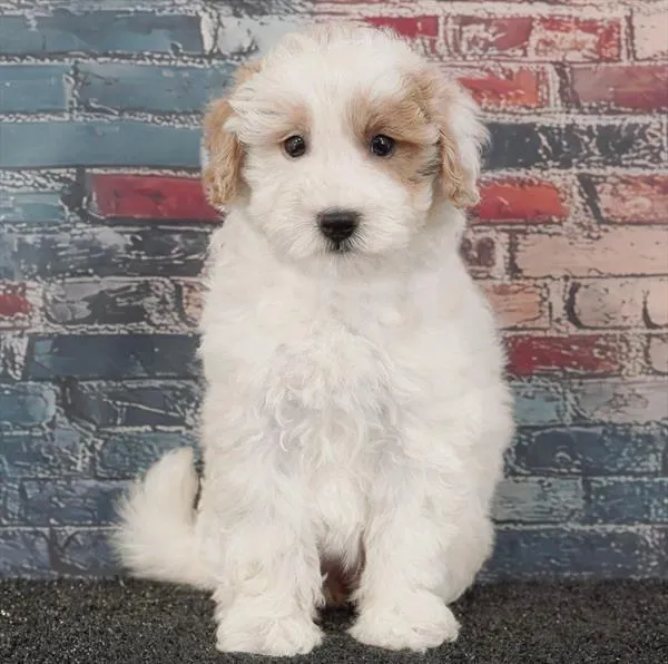 Female 2Nd Gen Mini Goldendoodle puppy for sale at Puppyland Tolleson.