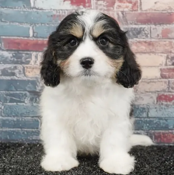 Male Cavachon puppy for sale at Puppyland San Antonio.