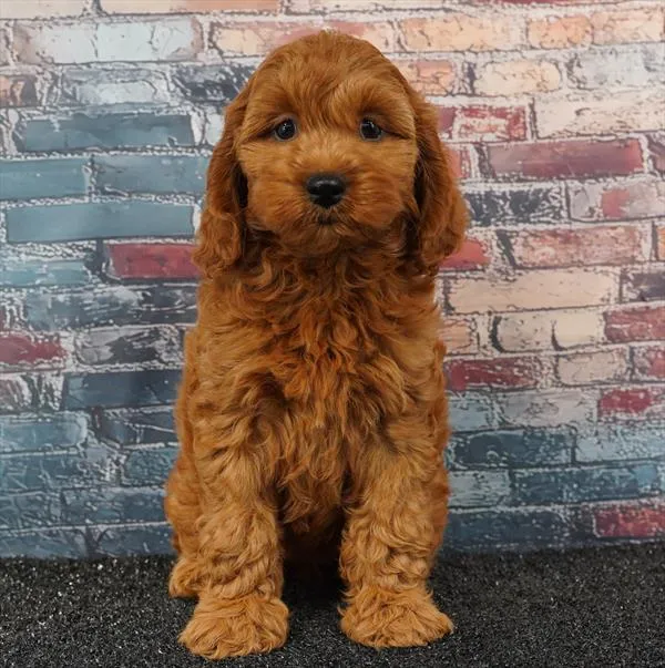 Female Cockapoo puppy for sale at Puppyland Tolleson.
