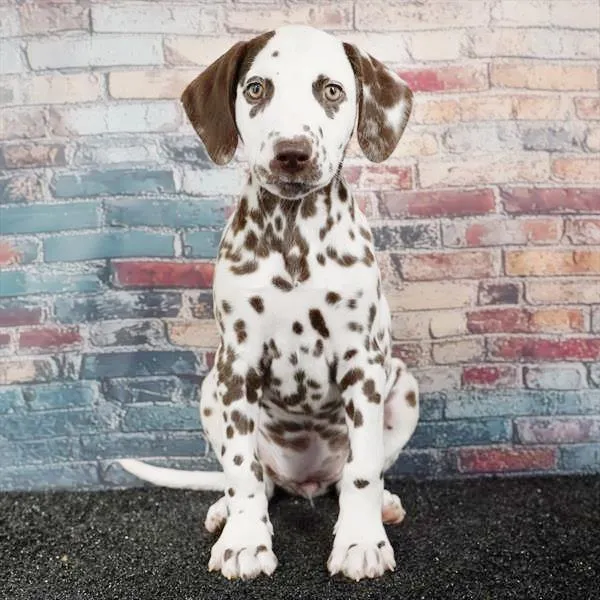 Female Dalmatian puppy for sale at Puppyland Tolleson.