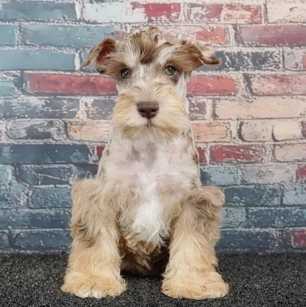 Male Mini Schnauzer puppy for sale at Puppyland Tolleson.