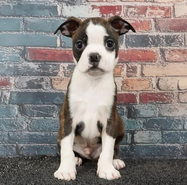 Male Boston Terrier puppy for sale at Puppyland San Antonio.