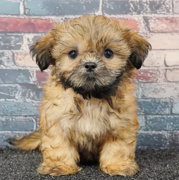 Male Shih Tzu puppy for sale at Puppyland Tolleson.
