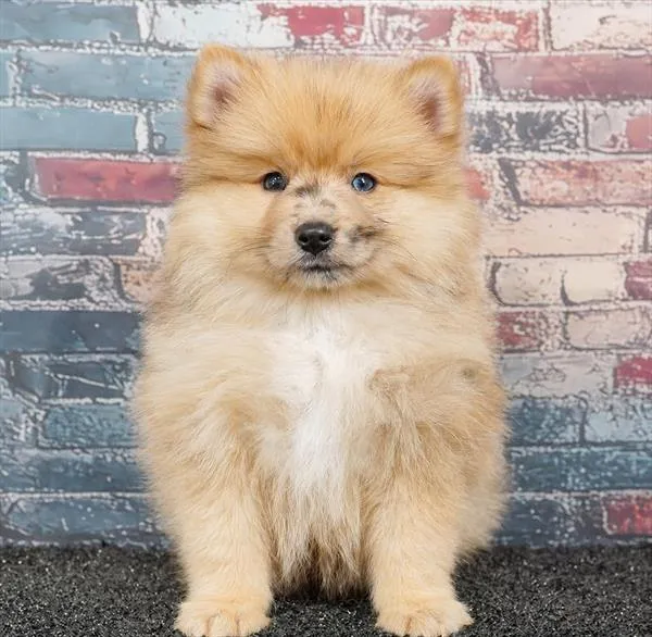Male Pomeranian puppy for sale at Puppyland Tolleson.