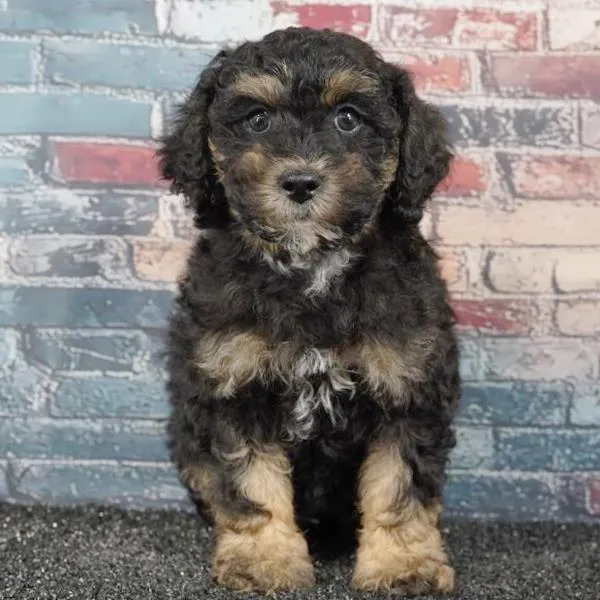 Male Poodle puppy for sale at Puppyland Tolleson.
