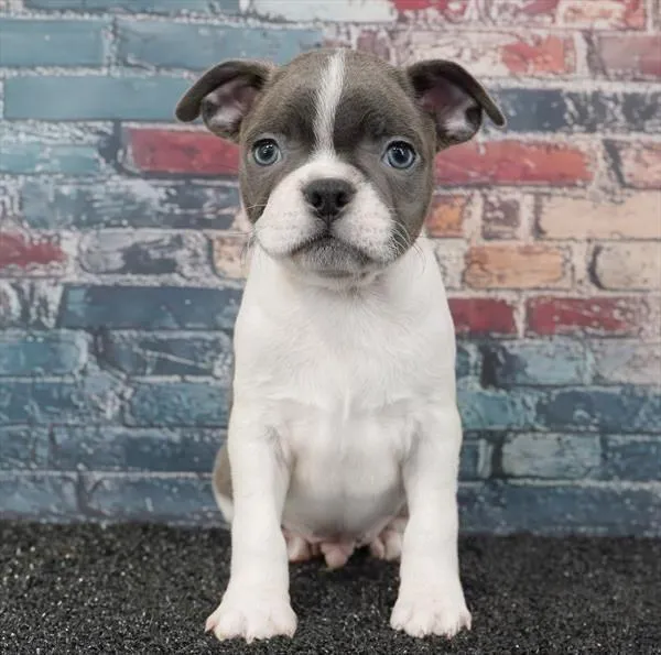 Male Boston Terrier puppy for sale at Puppyland Murfreesboro.
