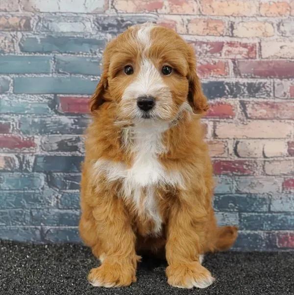 Female 2Nd Gen Mini Goldendoodle puppy for sale at Puppyland Chandler.