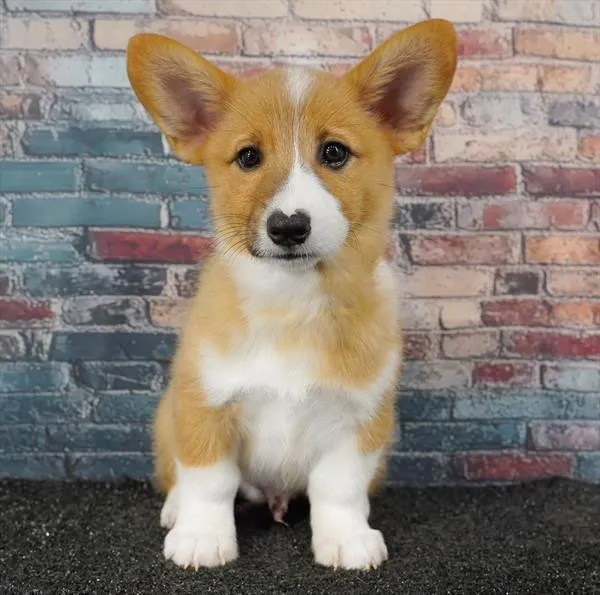 Male Pembroke Welsh Corgi puppy for sale at Puppyland San Antonio.