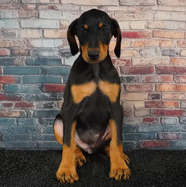 Female Doberman Pinscher puppy for sale at Puppyland Chandler.
