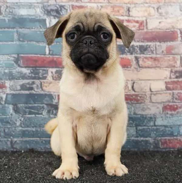 Male Pug puppy for sale at Puppyland Tolleson.