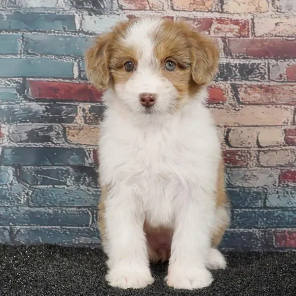 Female Mini Aussiedoodle puppy for sale at Puppyland Murfreesboro.