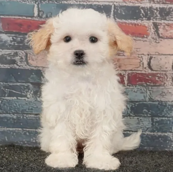 Female Shizapoo puppy for sale at Puppyland Tolleson.