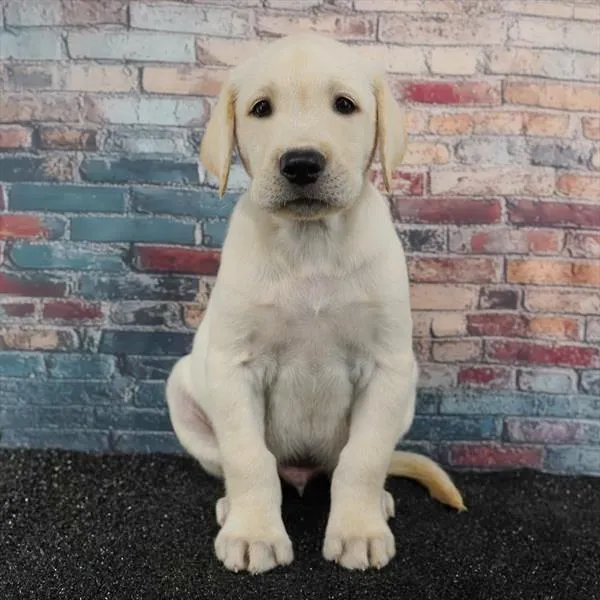 Male Labrador Retriever puppy for sale at Puppyland San Antonio.