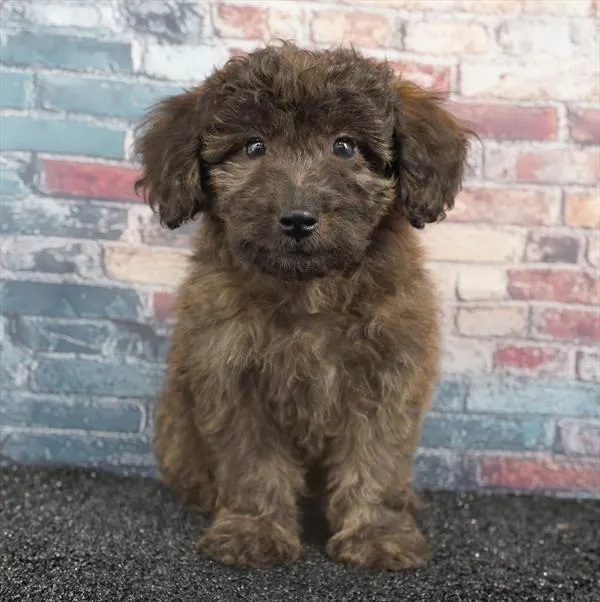 Male 2Nd Gen Mini Bernedoodle puppy for sale at Puppyland San Antonio.