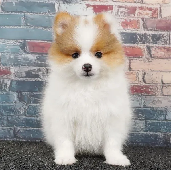 Male Pomeranian puppy for sale at Puppyland San Antonio.