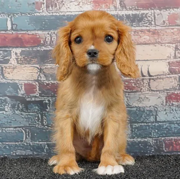 Female Cavalier King Charles Spaniel puppy for sale at Puppyland Murfreesboro.