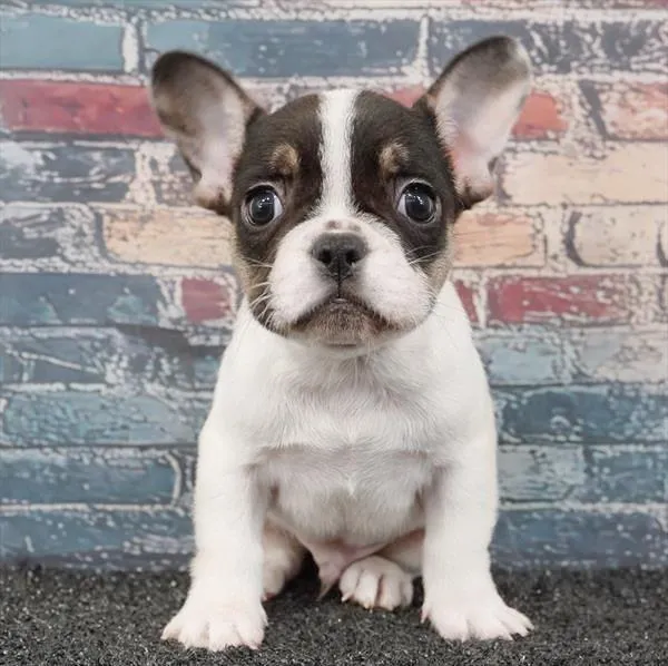 Male French Bulldog puppy for sale at Puppyland Tolleson.