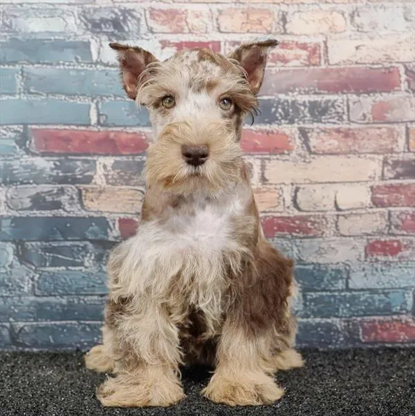 Female Mini Schnauzer puppy for sale at Puppyland San Antonio.