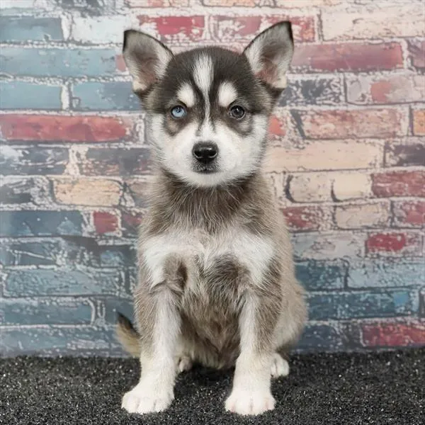 Male Alaskan Klee Kai puppy for sale at Puppyland San Antonio.