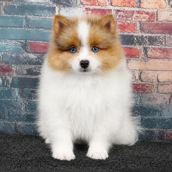 Male Pomeranian puppy for sale at Puppyland Murfreesboro.