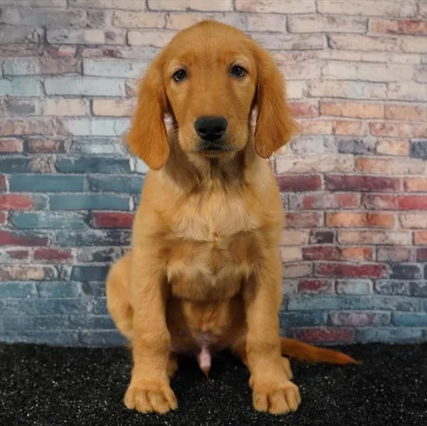 Male Golden Retriever puppy for sale at Puppyland Chandler.