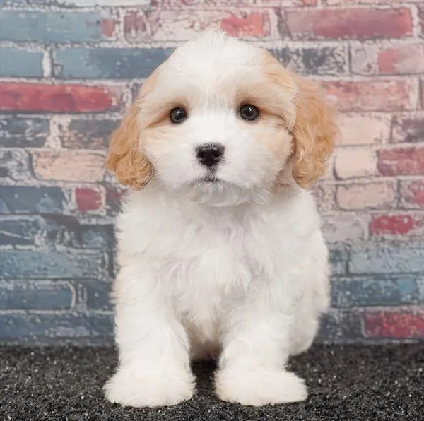 Female Cavachon puppy for sale at Puppyland Chandler.