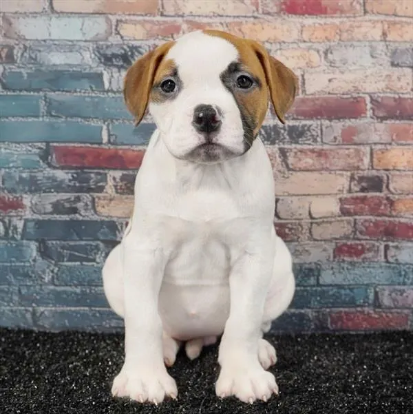 Female American Bulldog puppy for sale at Puppyland Chandler.