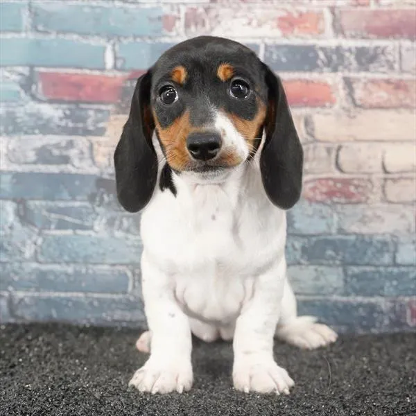 Female Dachshund puppy for sale at Puppyland Chandler.