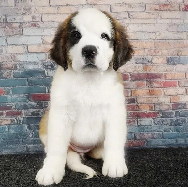 Female Saint Bernard puppy for sale at Puppyland Tolleson.