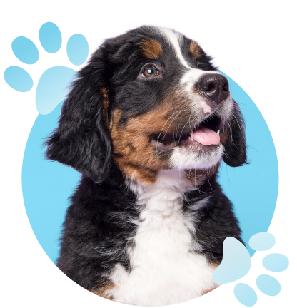 Available Puppies for Sale in Chandler, AZ